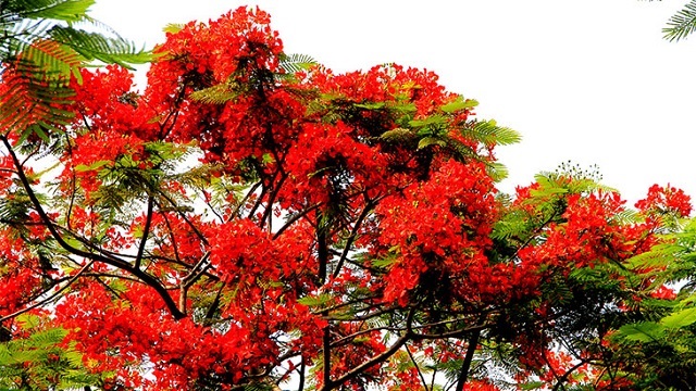 বিদায় নিচ্ছে শীত, শুরু হল বসন্তের আমেজ  